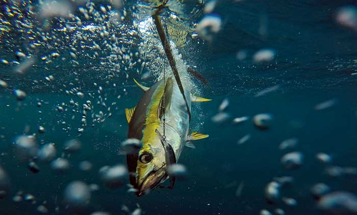 A blue marlin swims downward in the blue water with a fish hook in its mouth
