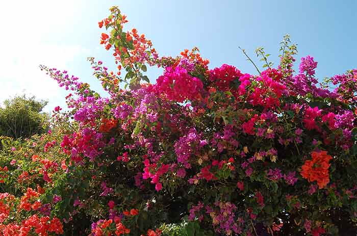 Puffy bright pink flowers extend from a green tree.