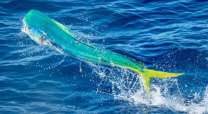 A blue, green and yellow mahi mahi fish jumps out of the water