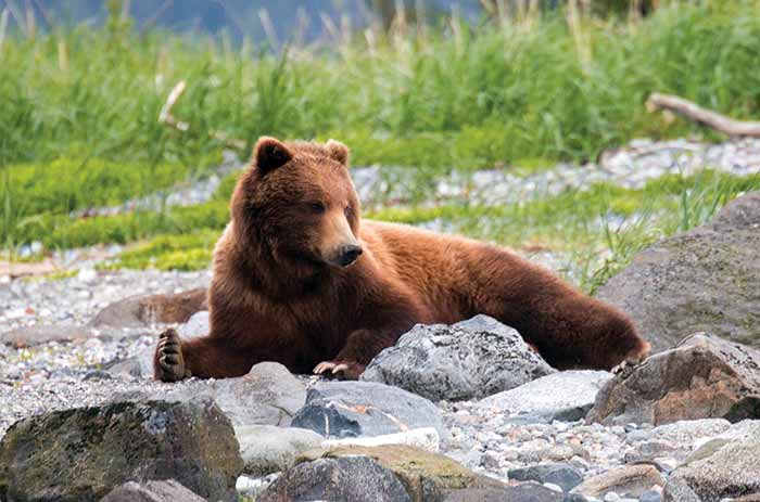 Brown bears inhabit virtually every part of Glacier Bay