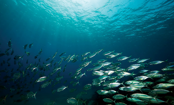 Large school of fish underwater with sunlight peaking through the surface.