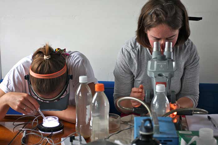Two white woman look in microscopes and petri dishes at collected samples.