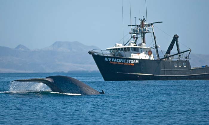 The tail of a large whale comes out of the water near a fishing boat with signage from Oregon State University on the side.