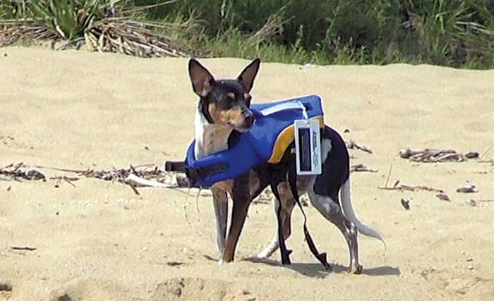 Small dog with life jacket