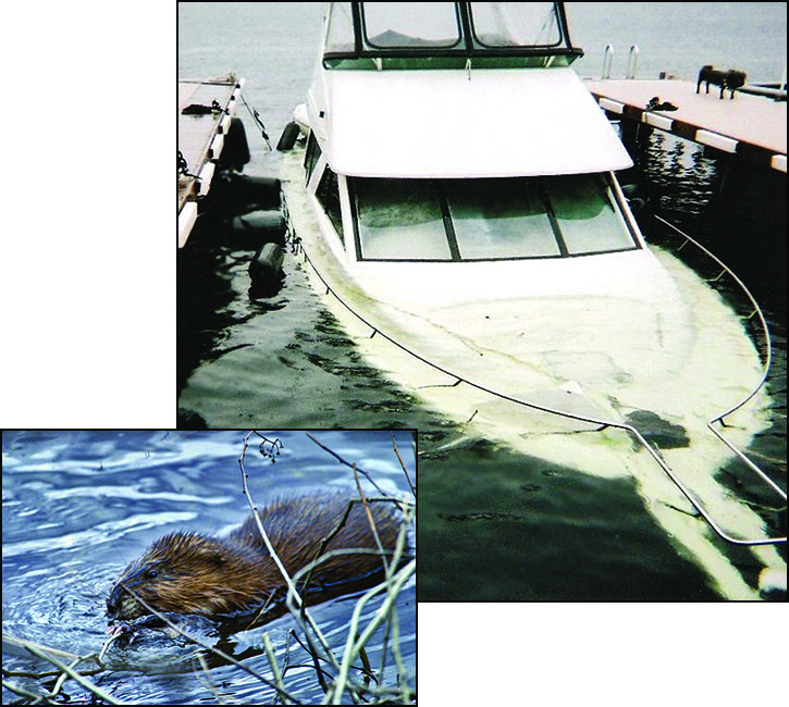 Photo of a Muskrat and a Sunken Boat Hull