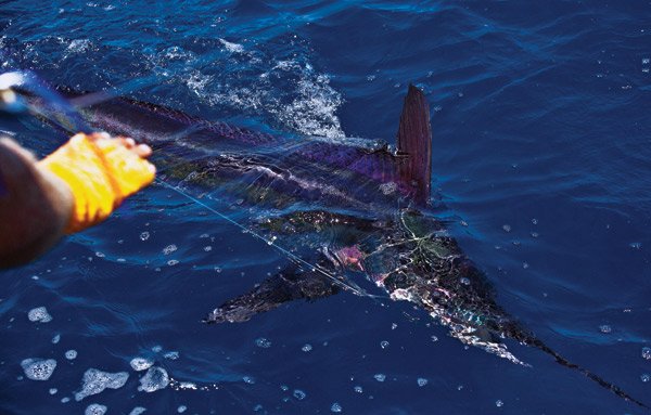 White Marlin on the Line