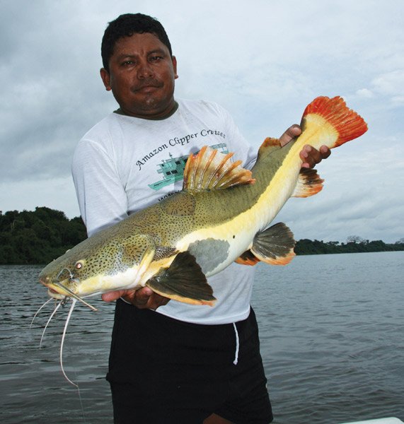 Amazon Catfish