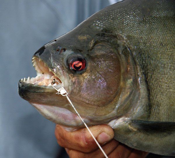 Piranha Caught on the Amazon River