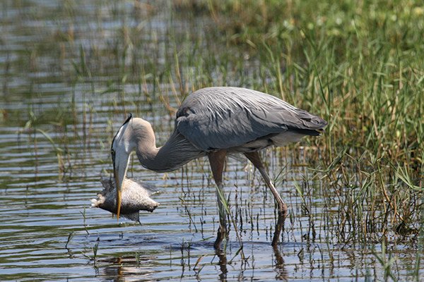 Great Blue Heron on Lake Okeechobee