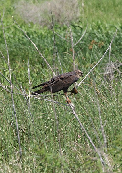 Snail Kite on Lake Okeechobee