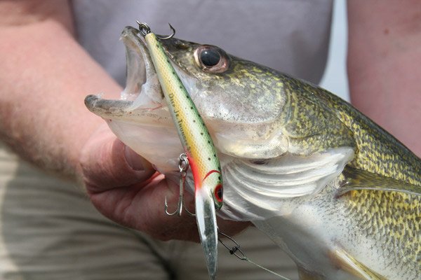 Trolling Fishing Tips and Techniques for Walleye - Green Bay Trophy Fishing