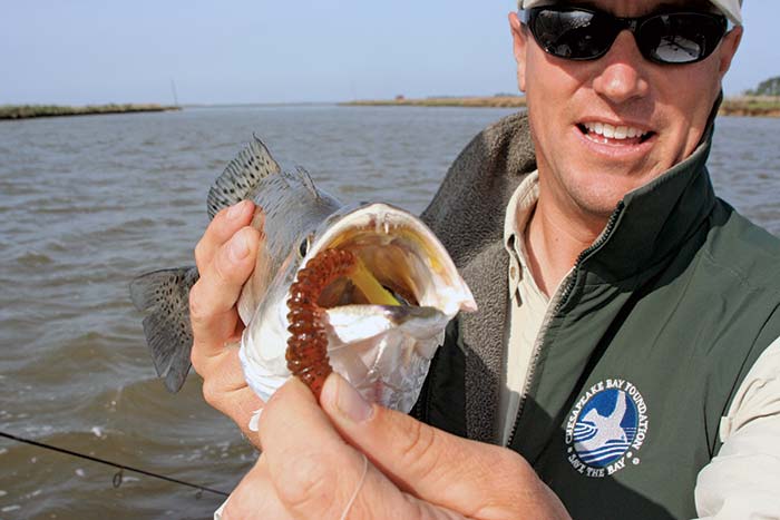 Speckled sea trout catch