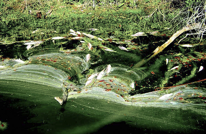 Dead Fish from Algae Bloom by a Grassy Shore