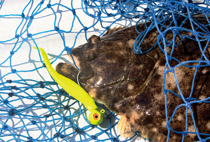 Flounder in Net Closeup