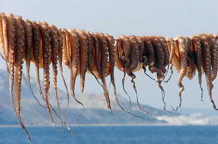 Octopus tennicles hung on a line to dry in the open air