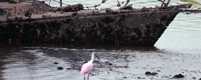 Pink bird in front of rusty sailboat sitting at the waters edge