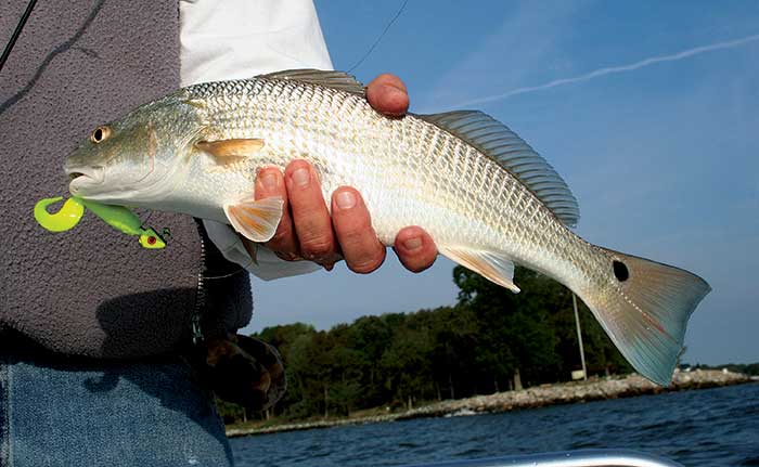 Explore a Wide Range of Freshwater and Saltwater Fishing Lures