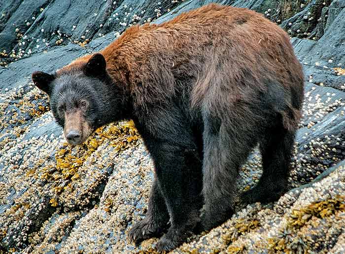 Black bear at low tide