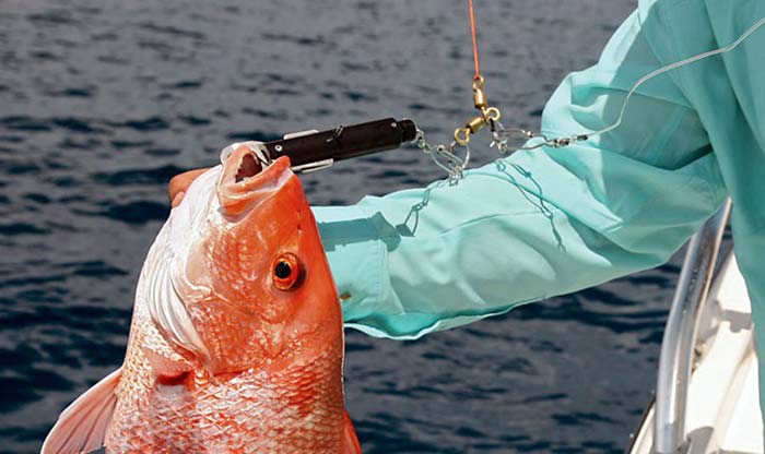 New South Atlantic Fishing Rule Now In Effect
