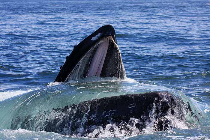Feeding humpback whales