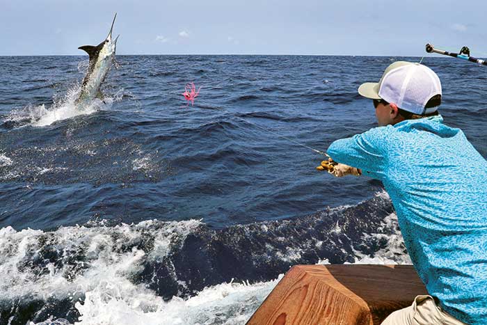 Releasing blue marlin catch