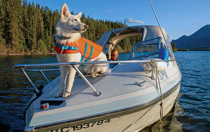 Dog sitting on bow of powerboat