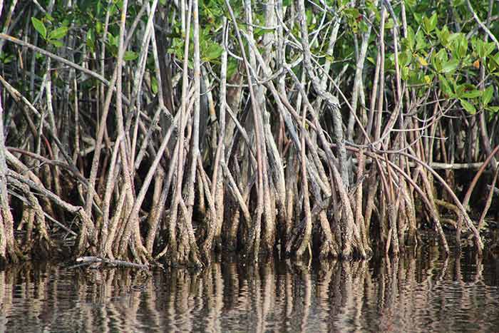 Florida Everglades scenic mangroves