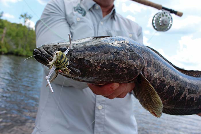 Are snakehead fish invasive in America? - Quora