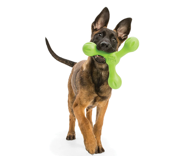 Puppy with a neon green plastic dog toy in its mouth. 