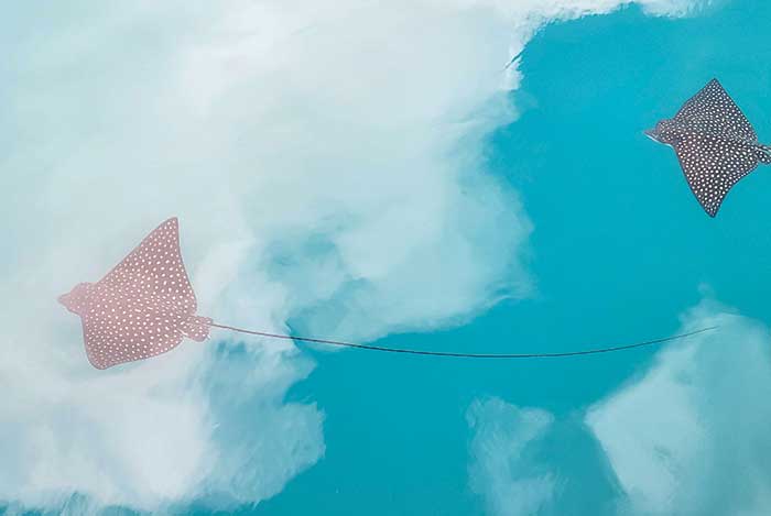 Photo Contest Artistic Winner: Image of two spotted eagle sting rays swimming by as the brilliant blue Bahamian sky reflects off the calm water