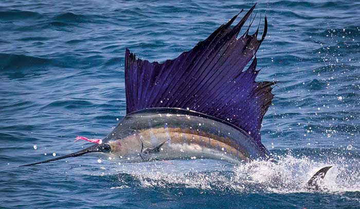 Billfish jumping out of the water with a pink lure in his mouth visible and a fishing line tied to it
