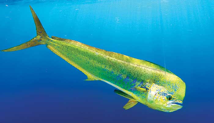 Yellow and blue fish swims alone in the deep blue water with fishing line in its mouth