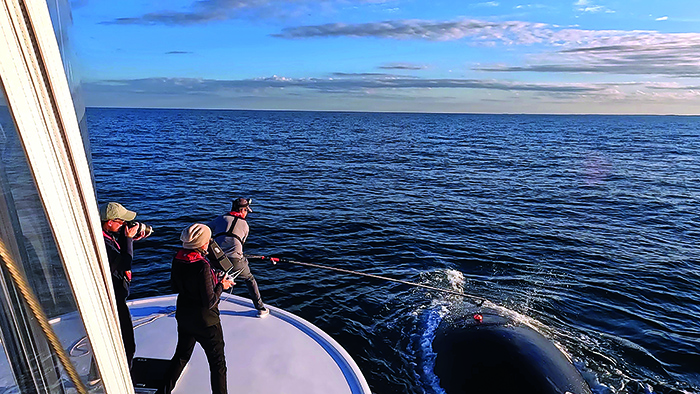 Three researchers deploying a suction cup tag on a whale in the ocean during sunset.