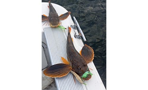 Two large searobin that have been caught and placed on the edge of a white boat.