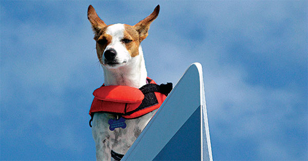 https://www.boatus.com/-/media/images/boatus/twitter-cards_600x314/2016/august/dog-onboard.ashx