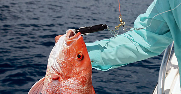 Descending devices and non-offset hooks soon to be required for  snapper-grouper fishing