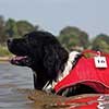 Dog wearing a life jacket
